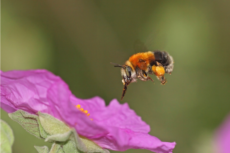 Habropoda tarsata (Apidae Anthophorinae)